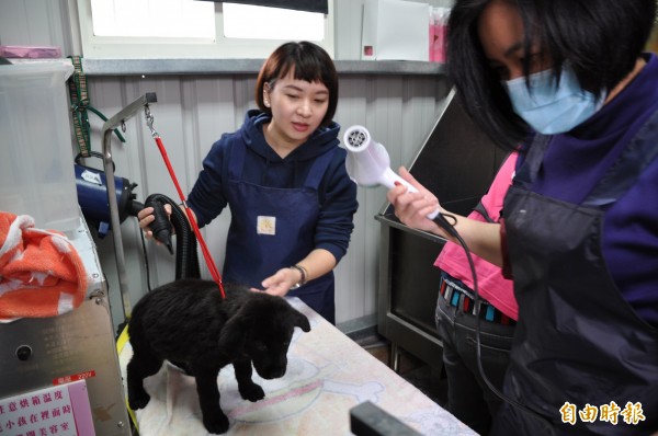 桃園市寵物商業同業公會動員寵物美容師，駐點桃園市動物保護教育園區，為收容的流浪狗洗澡。（記者周敏鴻攝）