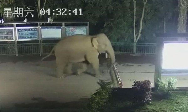 中國雲南一隻野象近日夜遊，竟「偷渡」到鄰近的寮國，從監視器畫面可見，牠在凌晨輕鬆抬腳翻過邊境檢查站的柵欄，大搖大擺地「出境」。（圖擷取自「人民網」）