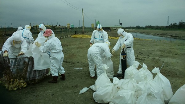 彰化縣再傳出肉鴨場感染H5N2亞型高病原性禽流感疫情，防疫人員進行撲殺染病的肉鴨。（彰化縣動防所提供）