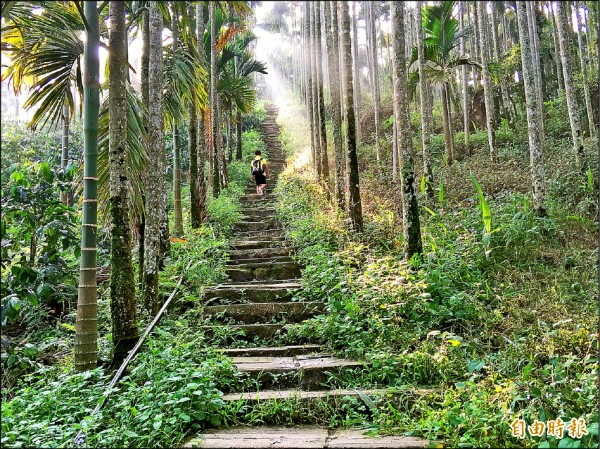 古坑華山村龜仔頭到大尖山步道，具有挑戰性、景觀有特色，縣府推薦爭取納入交通部觀光局登山旅遊國際推廣路線。（記者黃淑莉攝）