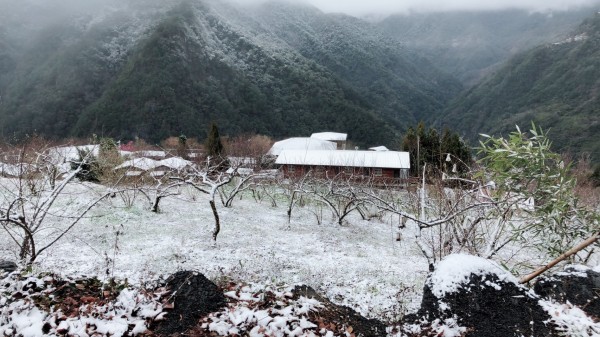 新竹縣尖石鄉司馬庫斯部落昨晚飄雪到今天凌晨，處處薄雪讓當地彷彿披上一層白紗般的純潔神聖。（圖由拉互依提供）