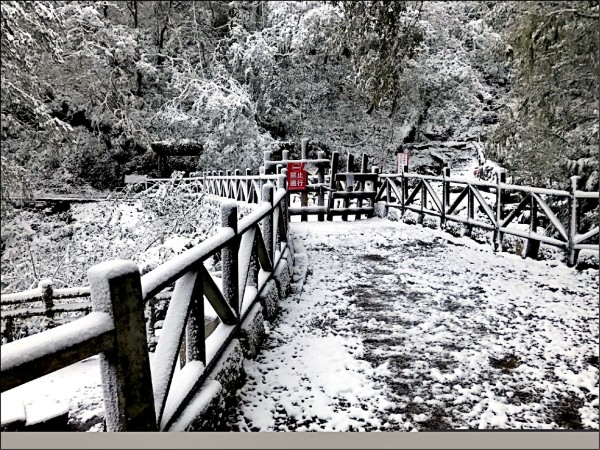 拉拉山神木區下雪，瞬間成了「銀色世界」。
（桃園市政府風景區管理處提供）