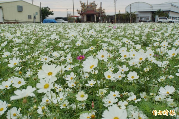 海沙里的波斯菊，花況還不錯。（記者詹士弘攝）