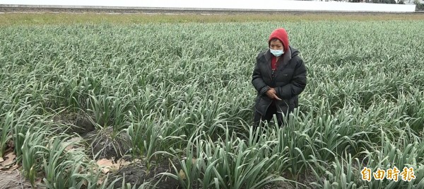 蒜農頂著寒風，下田了解大蒜生長狀況。（記者詹士弘攝）