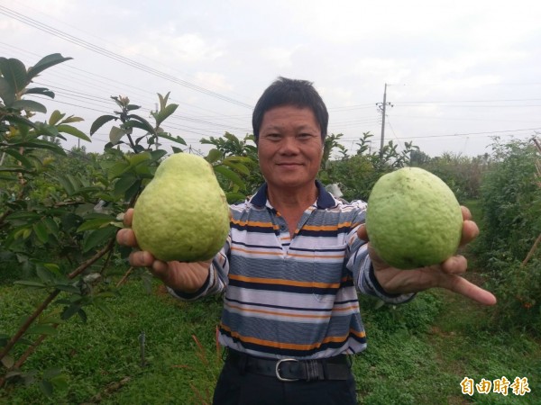 徐玉華好學不倦，成為芭樂達人。（記者羅欣貞攝）