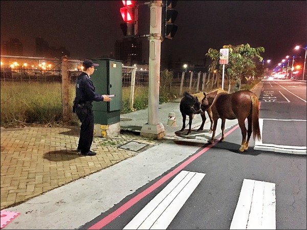 警員（左）嘗試安撫凌晨出來閒晃的馬兒。（記者黃旭磊翻攝）