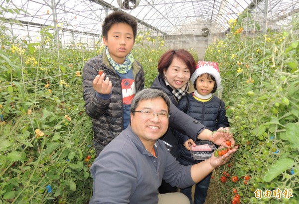 賴建良（前）斥資千萬元打造科技溫室，栽種玉女小番茄，議長賴美惠（右二）和學生一起體驗採收小番茄的樂趣。（記者楊金城攝）