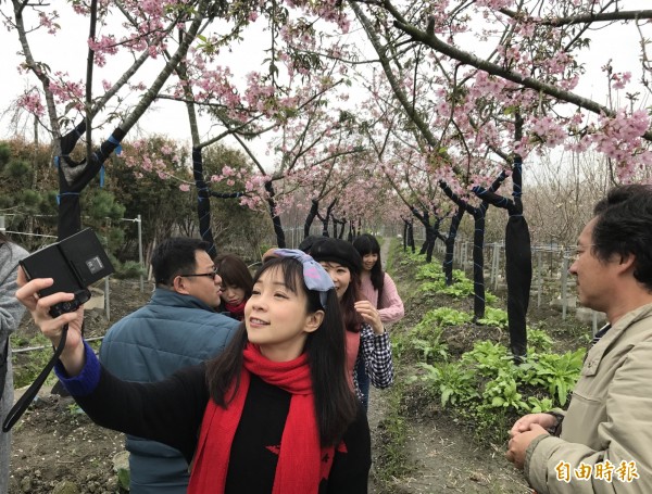 芬園鄉花卉休憩園區的河津櫻盛開，遊客紛紛拍照留念。（記者湯世名攝）