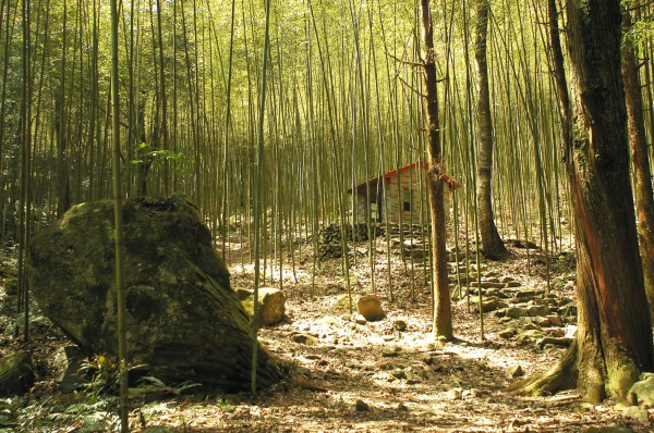  八仙山國家森林遊樂區林步道。（圖由林務局提供）                               