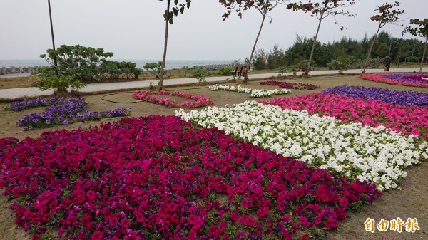 水利局於茄萣海岸公園，打造2018美麗花海迎賓。（記者陳文嬋攝）