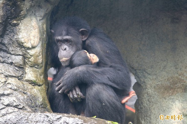 有些動物其實也怕冷，除了由貼心的保育員替牠們準備禦寒法寶外，「相擁」在一起也是取暖的一招。（記者陳宇睿攝）