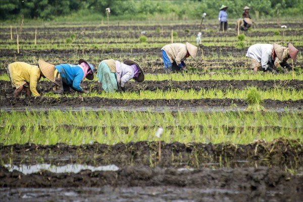 蔡英文政府規劃新南向目標國設立六個農業示範園區，印尼主動提出在當地設立逾三百公頃的大型綜合農業示範園區，盼種植稻米、蔬果等。圖為印尼農民種植稻米。（法新社檔案照）