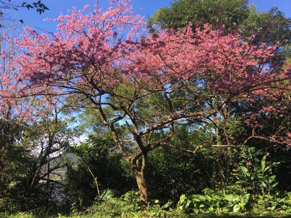 石碇區賞花路線花開盛況。（新北市景觀處提供）