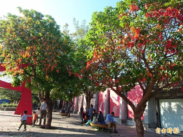 佳里蕭壠文化園區在春節期間吸引遊客遊逛。（記者洪瑞琴攝）