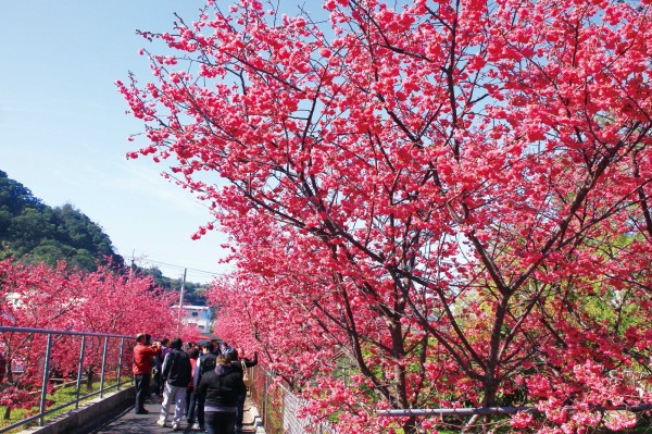 后里泰安櫻花季24日開跑。（觀旅局提供）