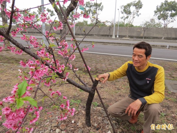 烏日湖日社區的櫻花樹開太美，竟遭小偷砍掉偷走。（記者蘇金鳳攝）