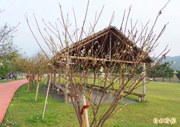 植物公園的數十株李花開了，27日將提燈夜賞李花。（記者陳鳳麗攝）