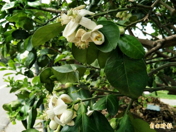 柚花藝術節3月4日登場場活動至4月中 生活 自由時報電子報