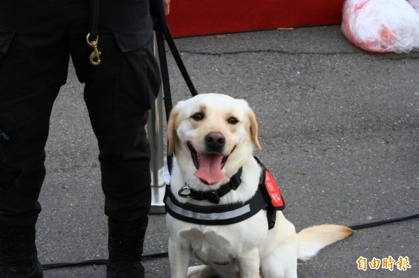 警犬可愛模樣融化眾人。（記者林欣漢攝）