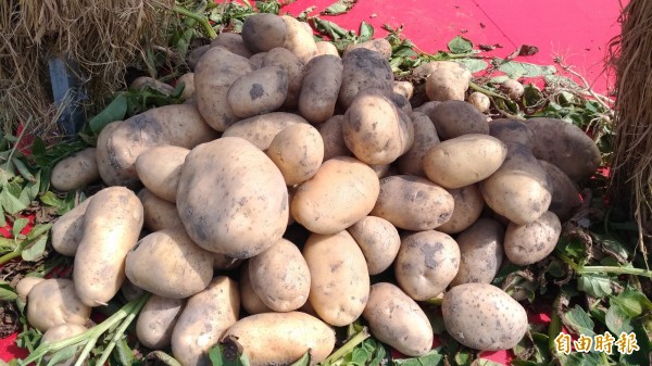 斗南鎮馬鈴薯不論栽種面積、產量及品質都是數一數二。（記者廖淑玲攝）