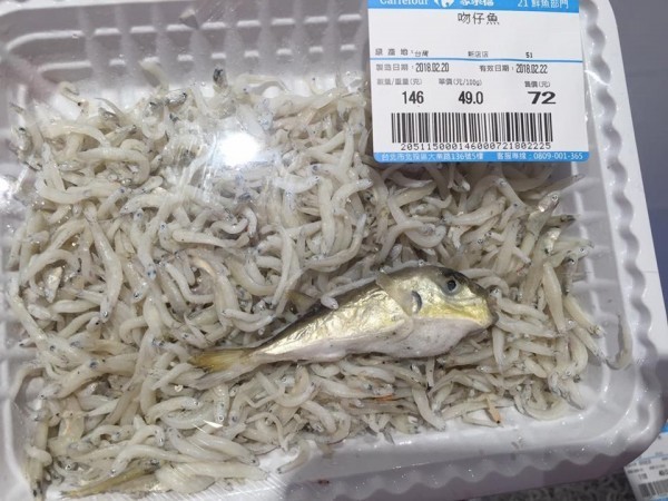 他真煮到劇毒 吻仔魚王 急得發問 該怎辦 生活 自由時報電子報