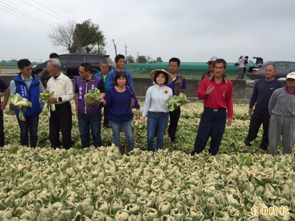 「人禍」致菜價崩跌？立委張麗善與農友到產地，了解菜農損失情況。（記者詹士弘攝）