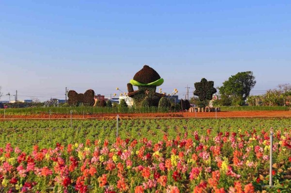 桃園溪海花卉園區五色海芋盛開。（桃園市政府農業局提供。）