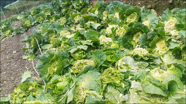 武陵、梨山台灣獼猴不僅搶遊客食物，連高麗菜都吃。
（記者張軒哲翻攝）