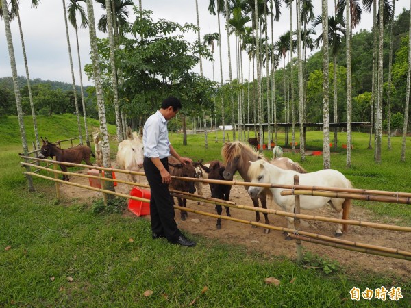 草屯鎮私人鳥園暨動物園以可愛動物為主，例如迷你馬、狐獴等等。（記者陳鳳麗攝）