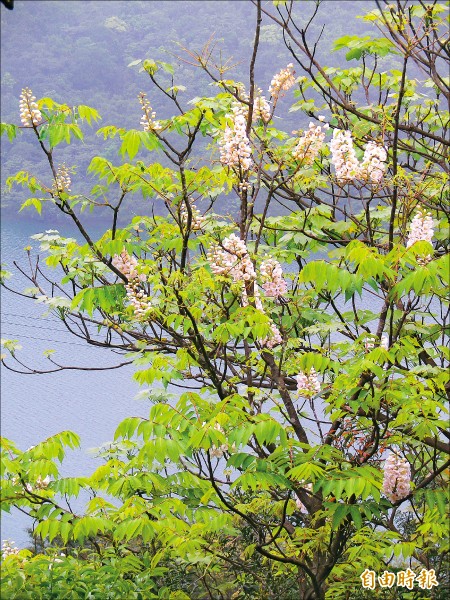 春天賞樹趣 一棵開花的樹 生活週報 自由時報電子報