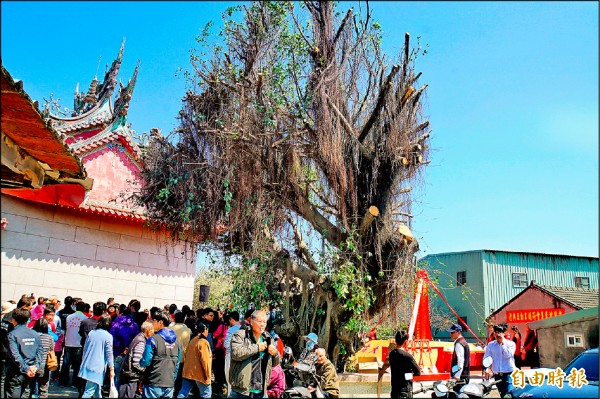 麥寮鄉中興村集會所活動中心昨天動土，公所為保留40年老榕樹，將集會所規劃設計蓋成V字型，未來也將做為王船製作基地。（記者詹士弘攝）