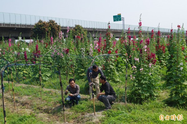 林內鄉公所在蝶道週邊種植蜜源植物、蜀葵、蝶豆花等，歡迎紫斑蝶與全國民眾來訪。（記者林國賢攝）