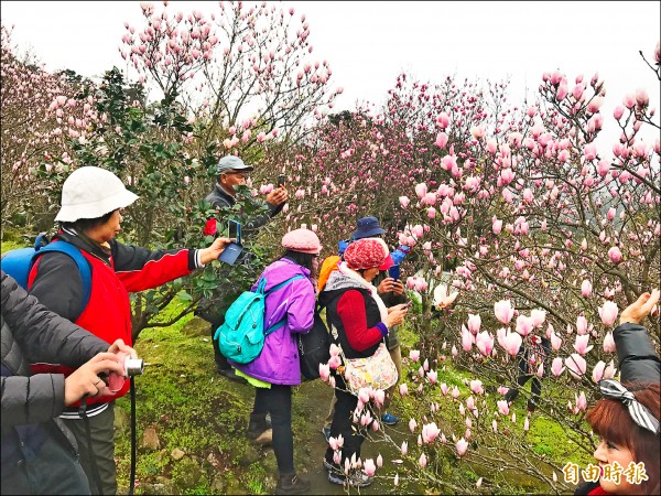 淡水楓樹湖近年以木蓮花聞名，二至三月花期間湧入大量人潮。（記者陳心瑜攝）