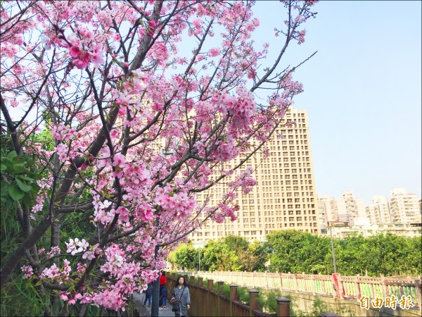 沿著希望之河旁綻放的吉野櫻、昭和櫻，讓不少民眾逗留拍照，土城區公所將在廿四日推出左岸賞櫻活動。（記者邱書昱攝）