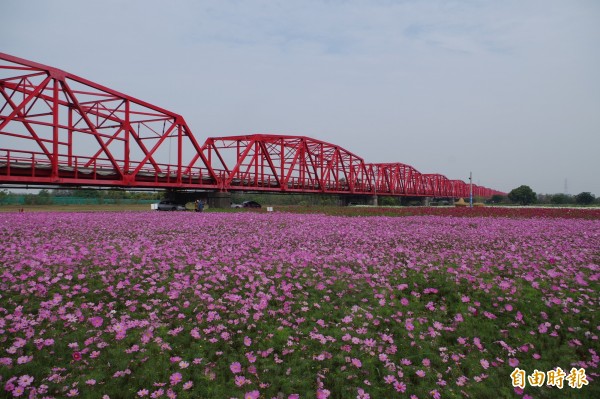 西螺大橋下花海盛開。（記者林國賢攝）