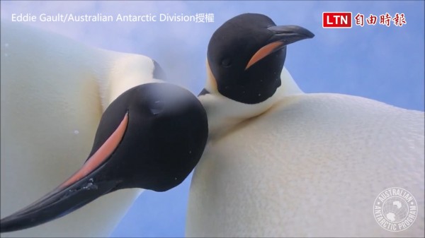 企鵝在鏡頭前好奇的模樣。（授權：© Eddie Gault/Australian Antarctic Division）