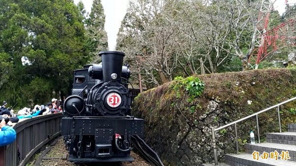 國寶級骨董蒸汽老火車頭牽引檜木車廂穿梭櫻花林經典畫面也重出江湖，開出花季首班賞櫻列車。（記者曾迺強攝）