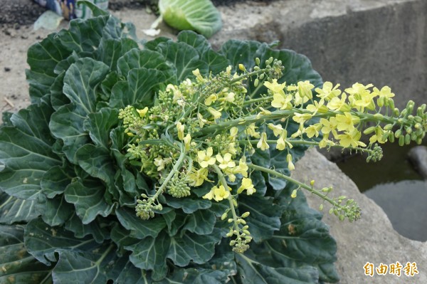 高麗菜開花能吃嗎 口感就跟它很像 生活 自由時報電子報