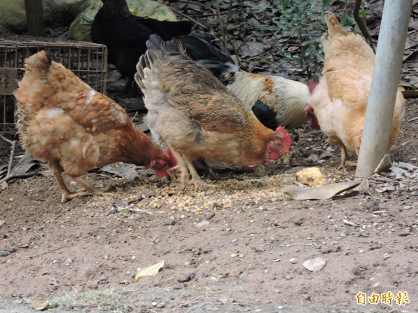 自家所飼養的雞隻可以自己宰殺嗎？彰化縣農業處表示，只要不要拿到市場賣，或是幫他人屠宰以謀利，都不會處罰。（記者林良哲攝）