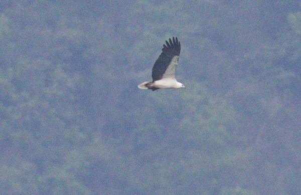 超級迷鳥白腹海鵰現蹤曾文水庫。（鳥友高榮志提供）