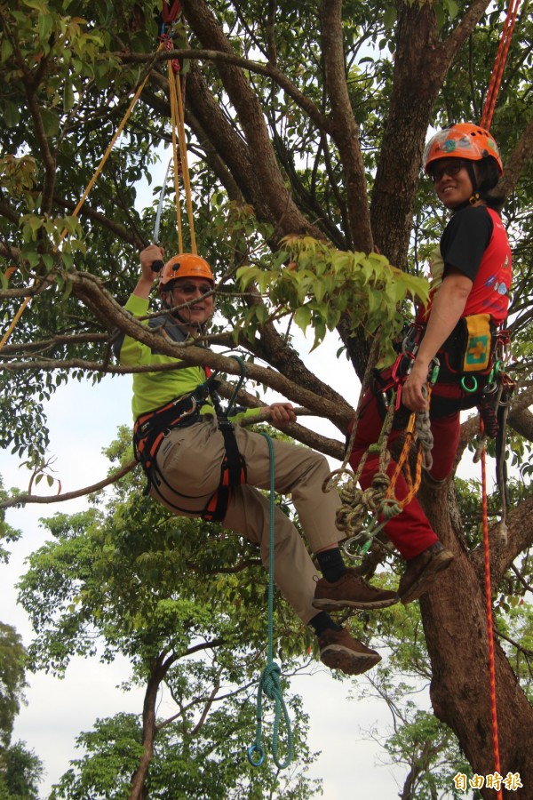 新竹林區管理處副處長黃群修（左）俐落上樹後，立刻從攀樹師李俊賢（右）處接過鋸子學習修剪樹木。（記者黃美珠攝）