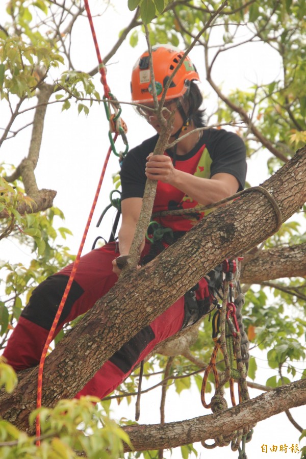 攀樹師李俊賢示範如何修剪樹木。（記者黃美珠攝）