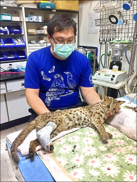 台中太平區一隻石虎遭捕獸鋏夾傷，送醫後發現牠仍在哺育期，農業局持續尋找小石虎蹤跡。（農業局提供）