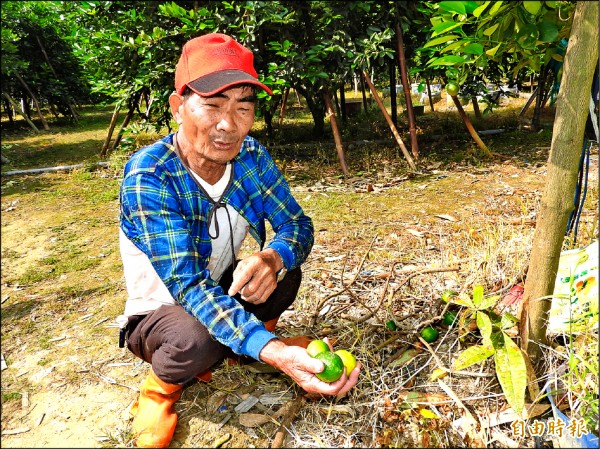 小偷連尚未成熟的檸檬也採，再沿路棄置，農民心在淌血。（記者佟振國攝）