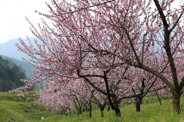 武陵農場桃花盛開7 8月將成結實纍纍的水蜜桃 生活 自由時報電子報