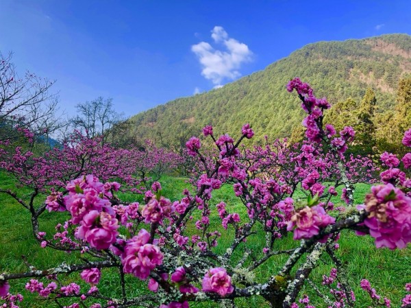 武陵農場桃花盛開7 8月將成結實纍纍的水蜜桃 生活 自由時報電子報
