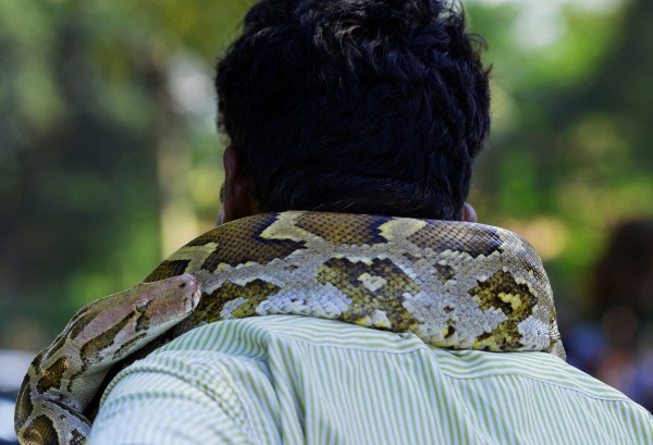 印度一名弄蛇人表演時被蟒蛇纏頸，意外窒息倒地，觀眾以為是節目效果，過了一陣子才有人發現異狀。示意圖。（法新社）