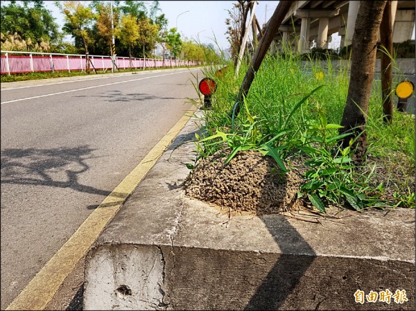 竹北市興隆大橋中央分隔島，最近出現疑似紅火蟻蟻丘土堆。（記者蔡孟尚攝）