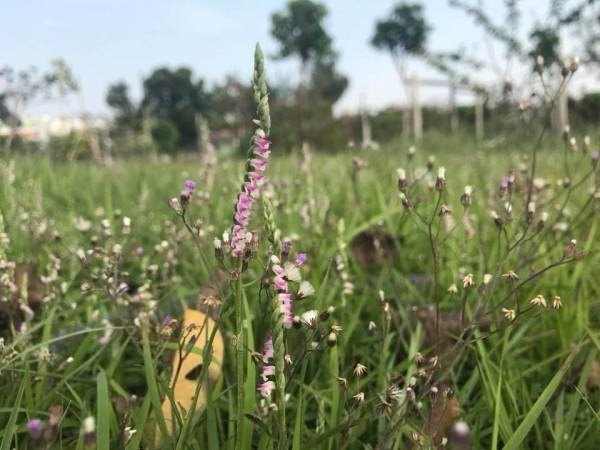 台南市區公園草地長出綬草。（擷自李孟諺臉書）