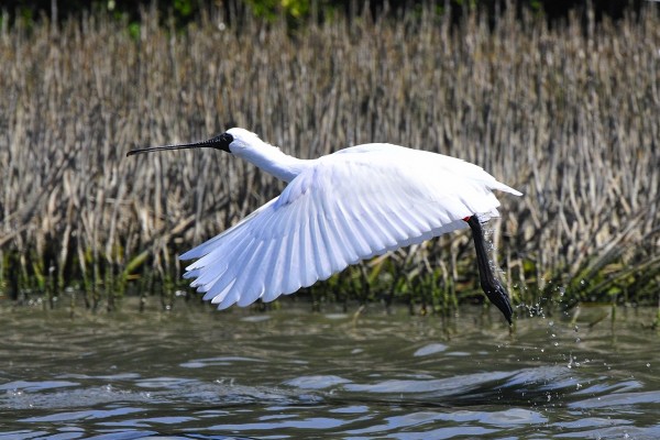 黑面琵鷺。（圖為台南市野鳥學會總幹事郭東輝提供）